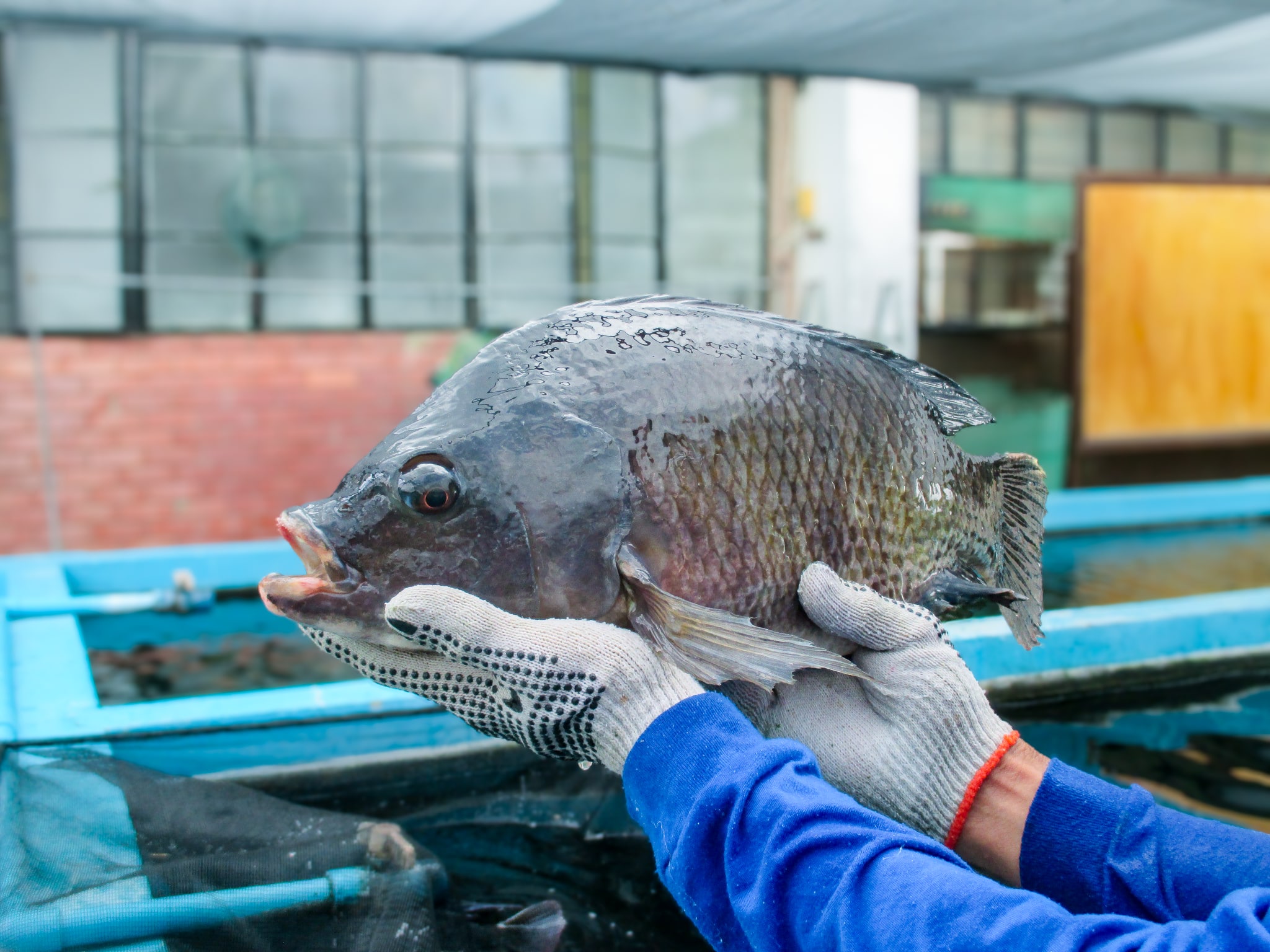 Photo_Fisheries7