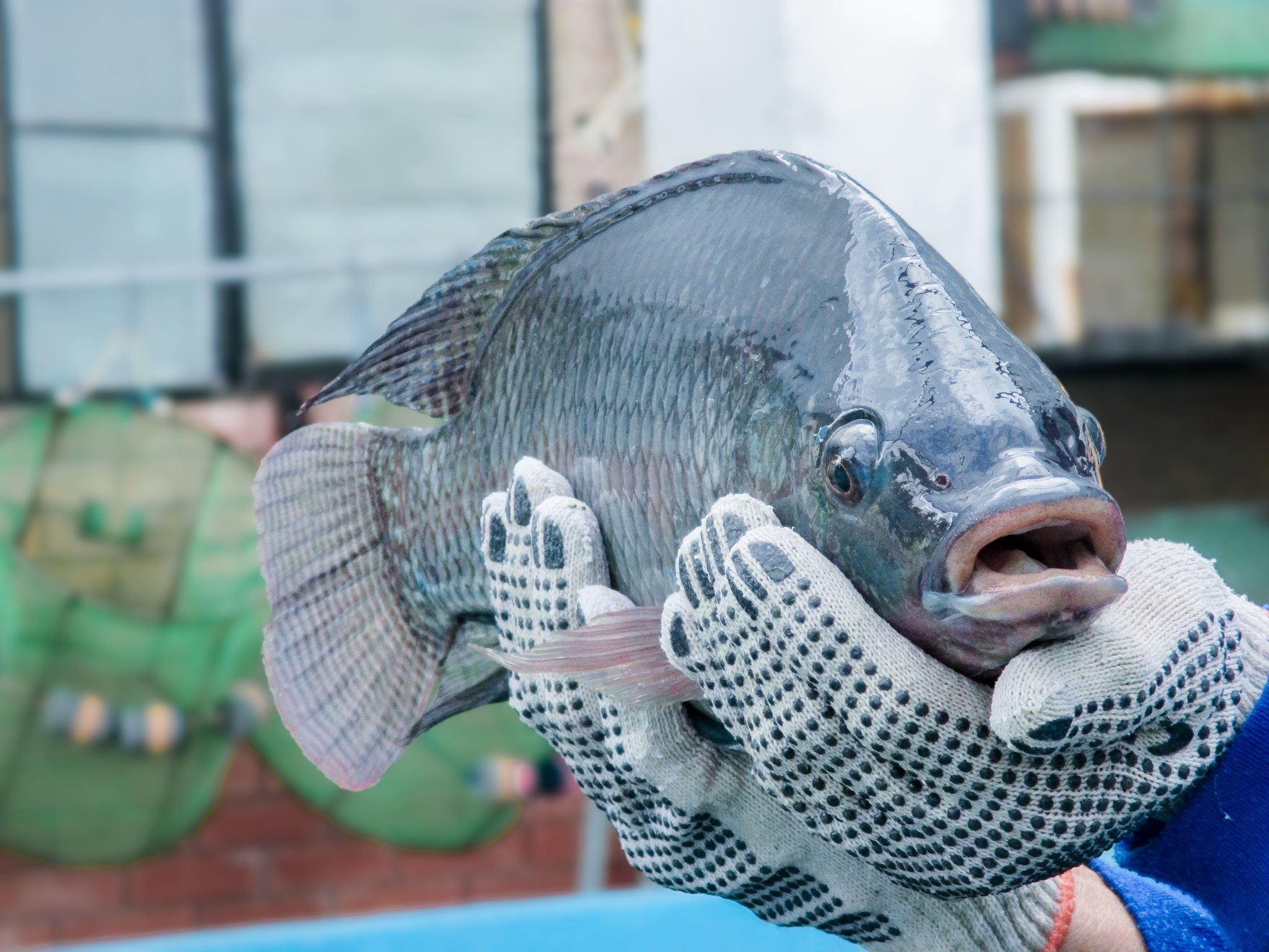 Photo_Fisheries9