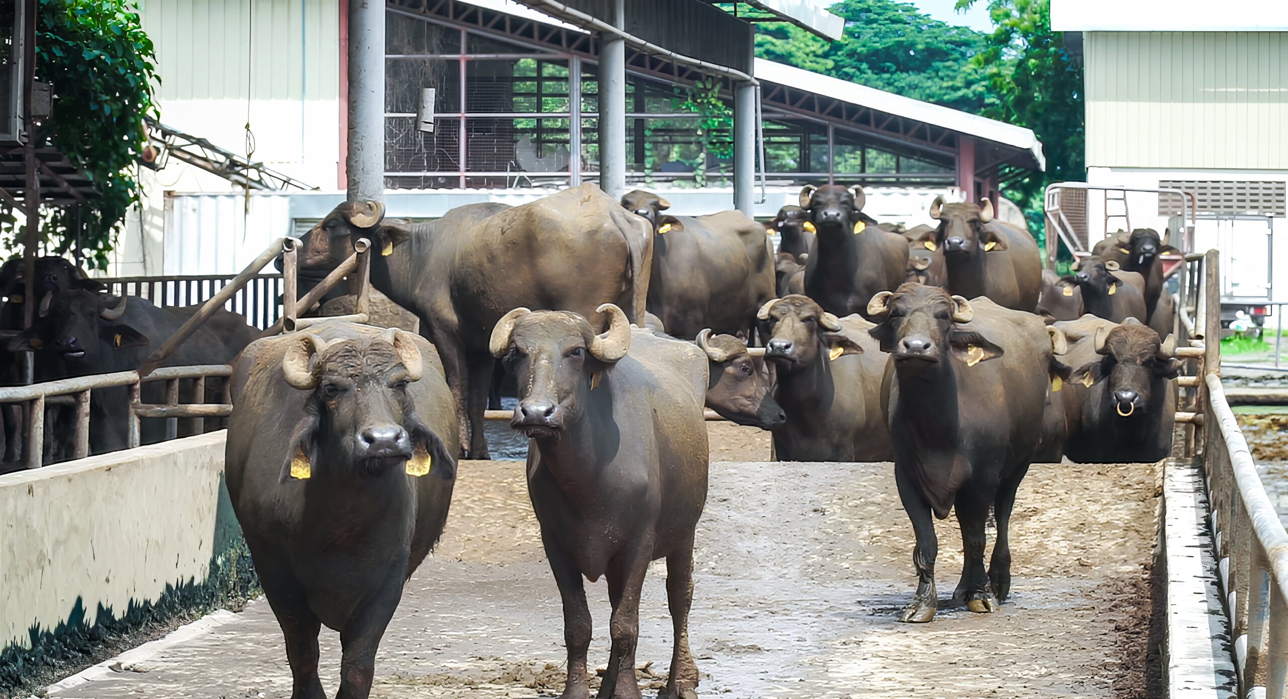 Carabaos