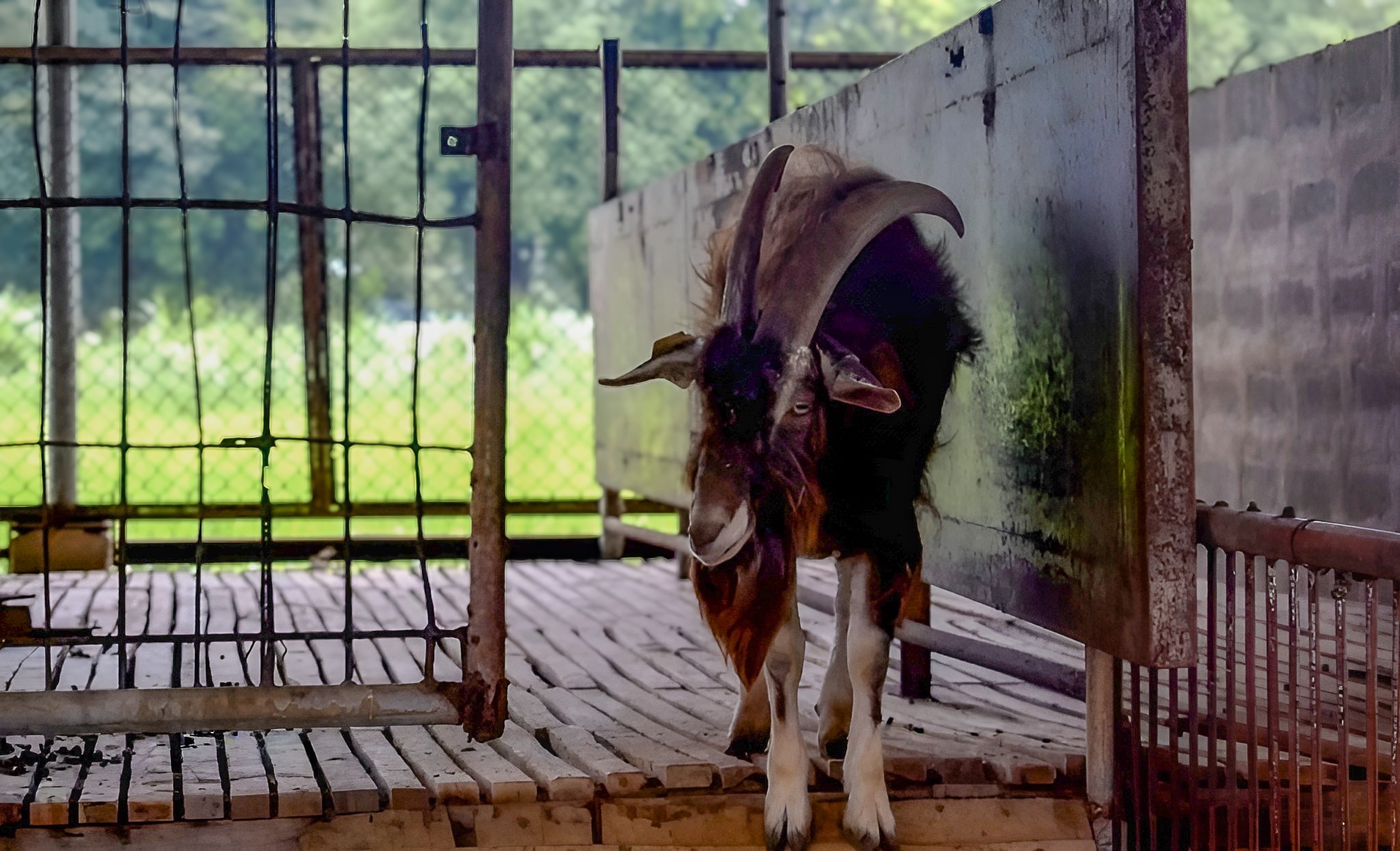 Photo_Ruminant5