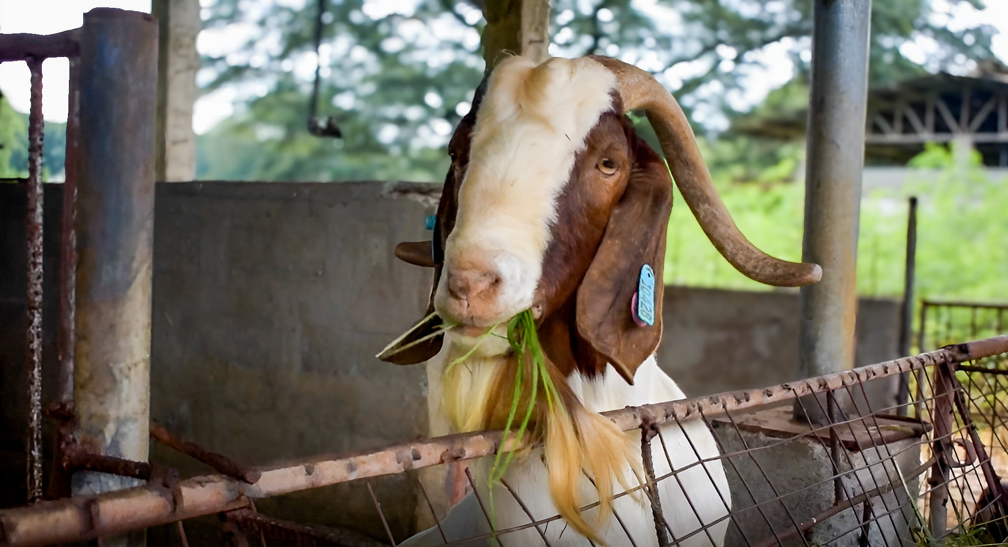 Photo_Ruminant6